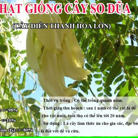 Hạt Giống Cây So Đũa – Điền Thanh Hoa Lớn - Cỏ Chăn Nuôi - Hạt Giống Cỏ Chăn Nuôi động vật.