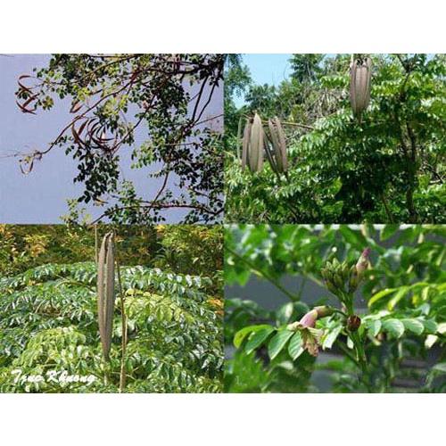 Cây giống NÚC NÁC RỪNG NHƯ HÌNH .
