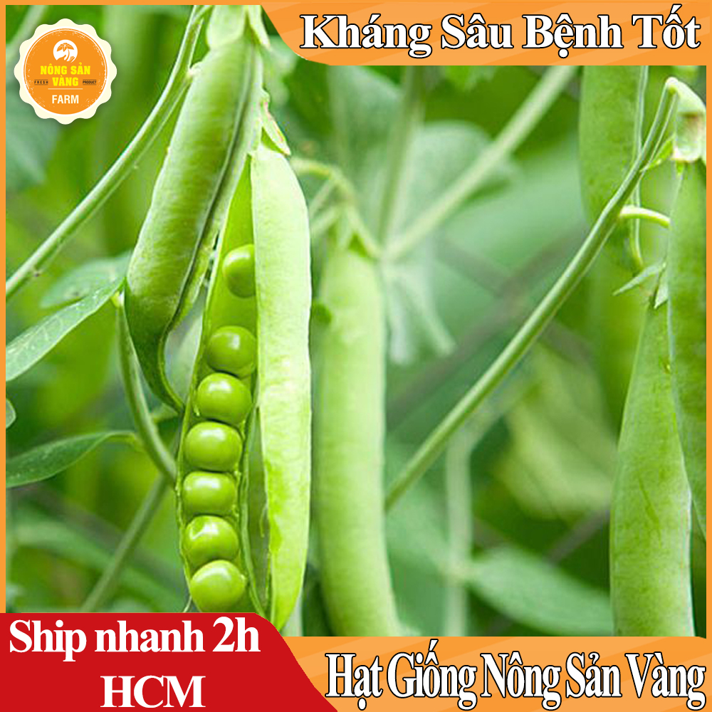 Hạt giống Đậu Hà Lan Lấy hạt.Rất Nhiều Dinh Dưỡng Và Vitamin, Có Thể Chế Biến Thành Rất Nhiều Món Ăn (Gói 10 Gram) - Nông Sản Vàng