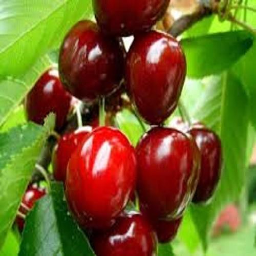 CÂY GIỐNG CÂY SƠ RI THÁI TRÁI NGỌT, SIÊU QUẢ, CAM KÉT CHUẨN GIỐNG F1