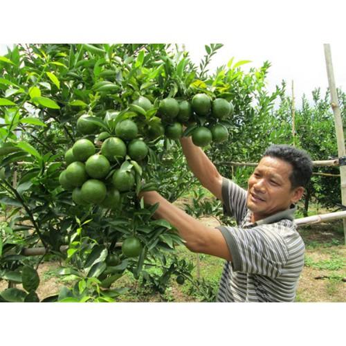 Cây giống Quýt đường Da xanh , siêu sớm .
