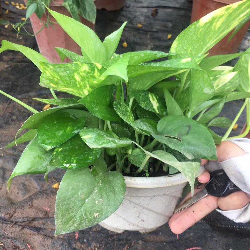 Vạn Liên Thanh cây cực xum như hình