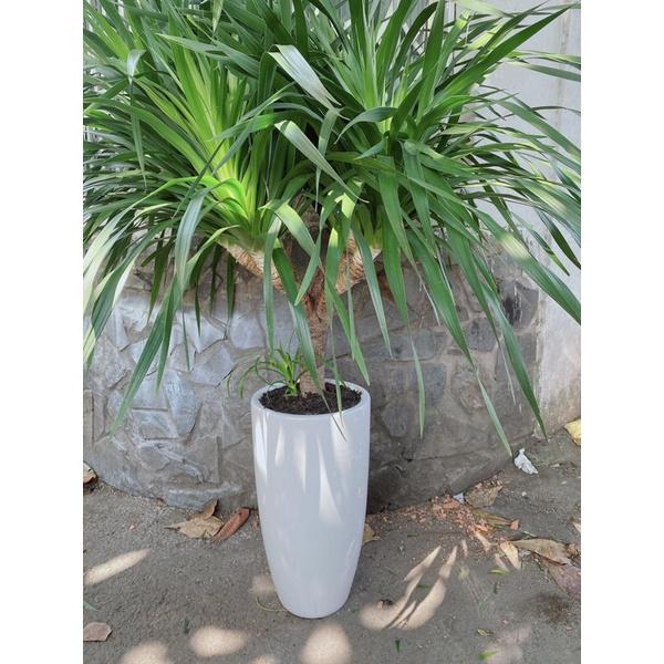 Chậu Cây Phát Tài Núi 6 Ngọn
