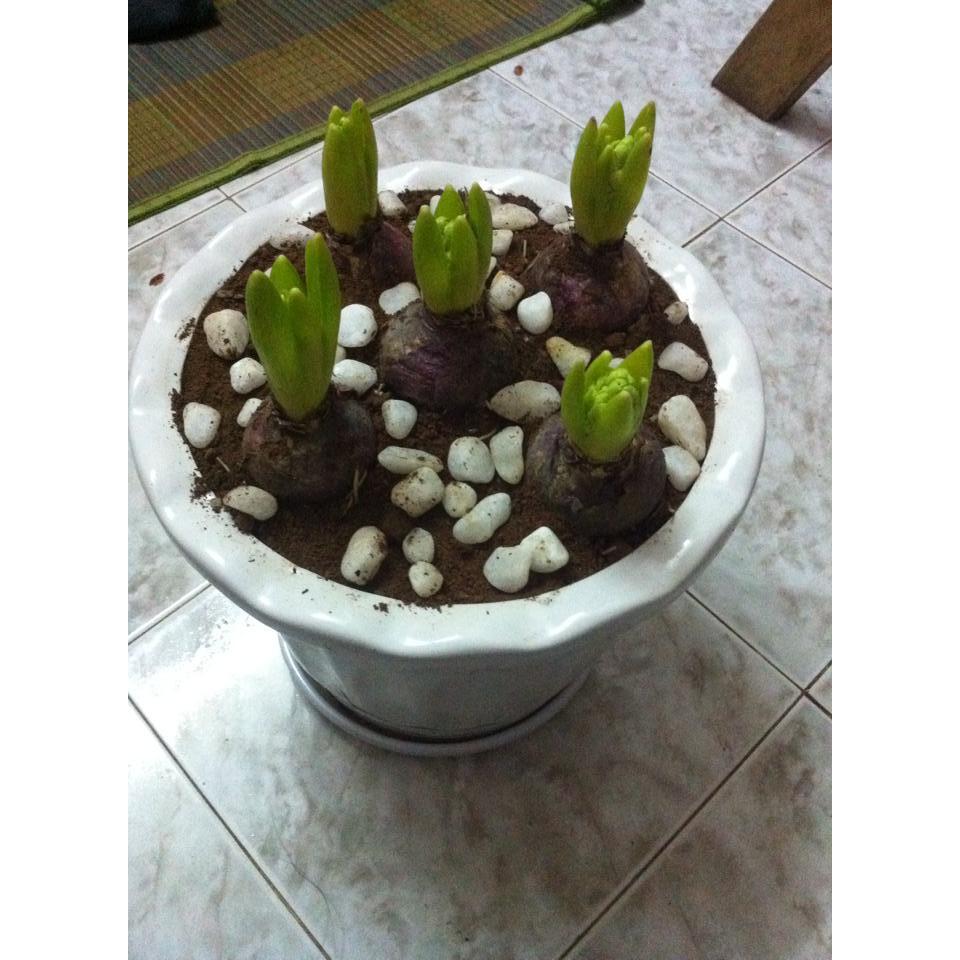 Củ giống hoa tiên ông hoa màu trắng - 1 củ