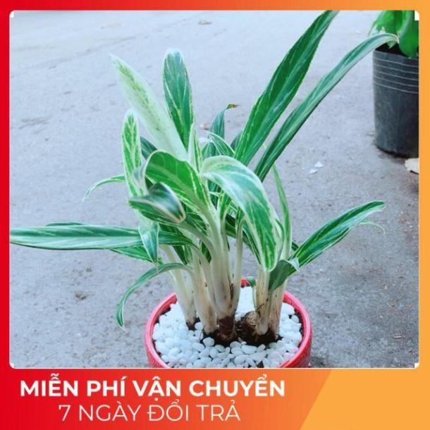 Chậu Cây Giữ Tiền