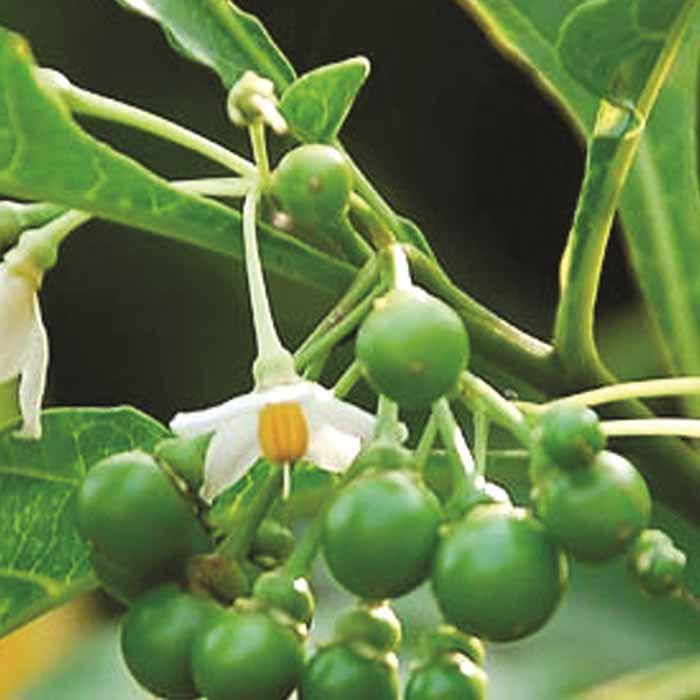 Hạt giống cà đắng đồng bào Bana Tây Nguyên