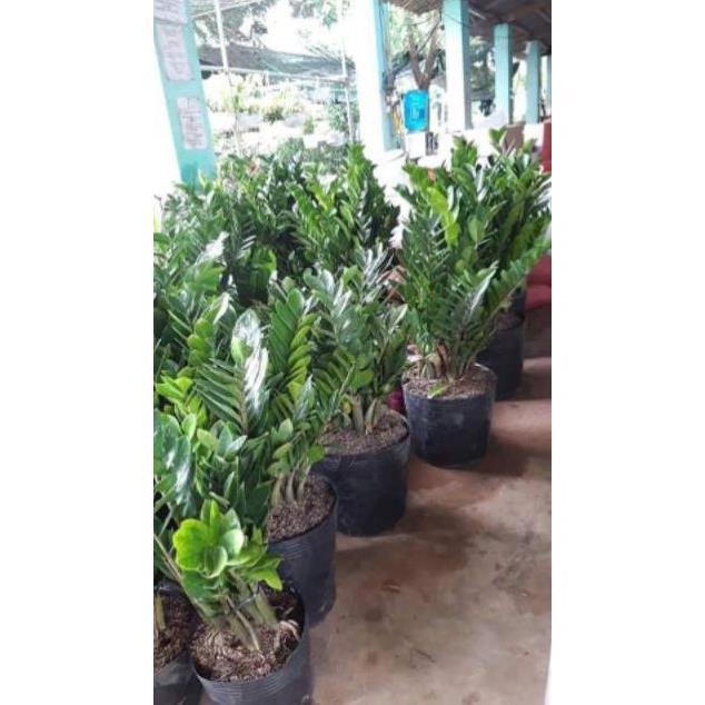 Sản phẩm CÂY KIM TIỀN