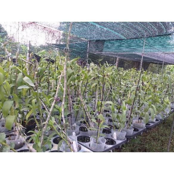 Hoa phong lan - hawai trắng xưa