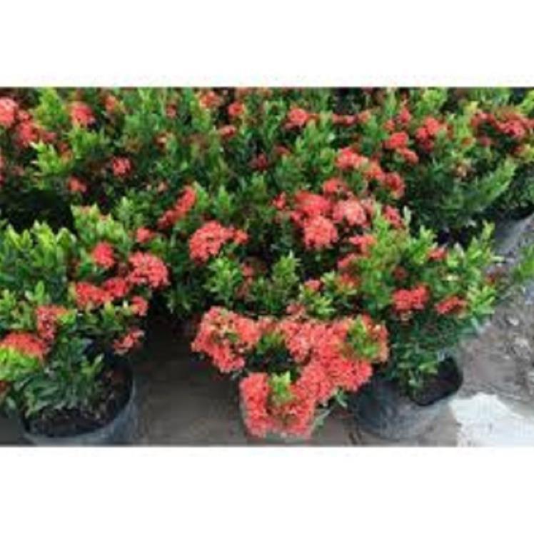 Hoa mẫu đơn bỉ- màu đỏ đẹp, dòng lá nhỏ dày