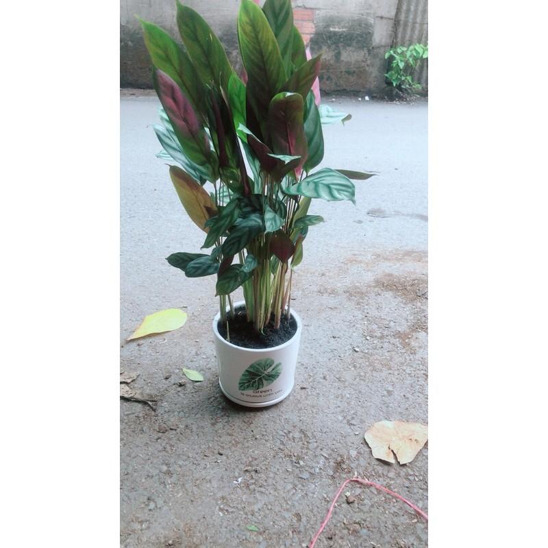 Chậu Cây Đuôi Công