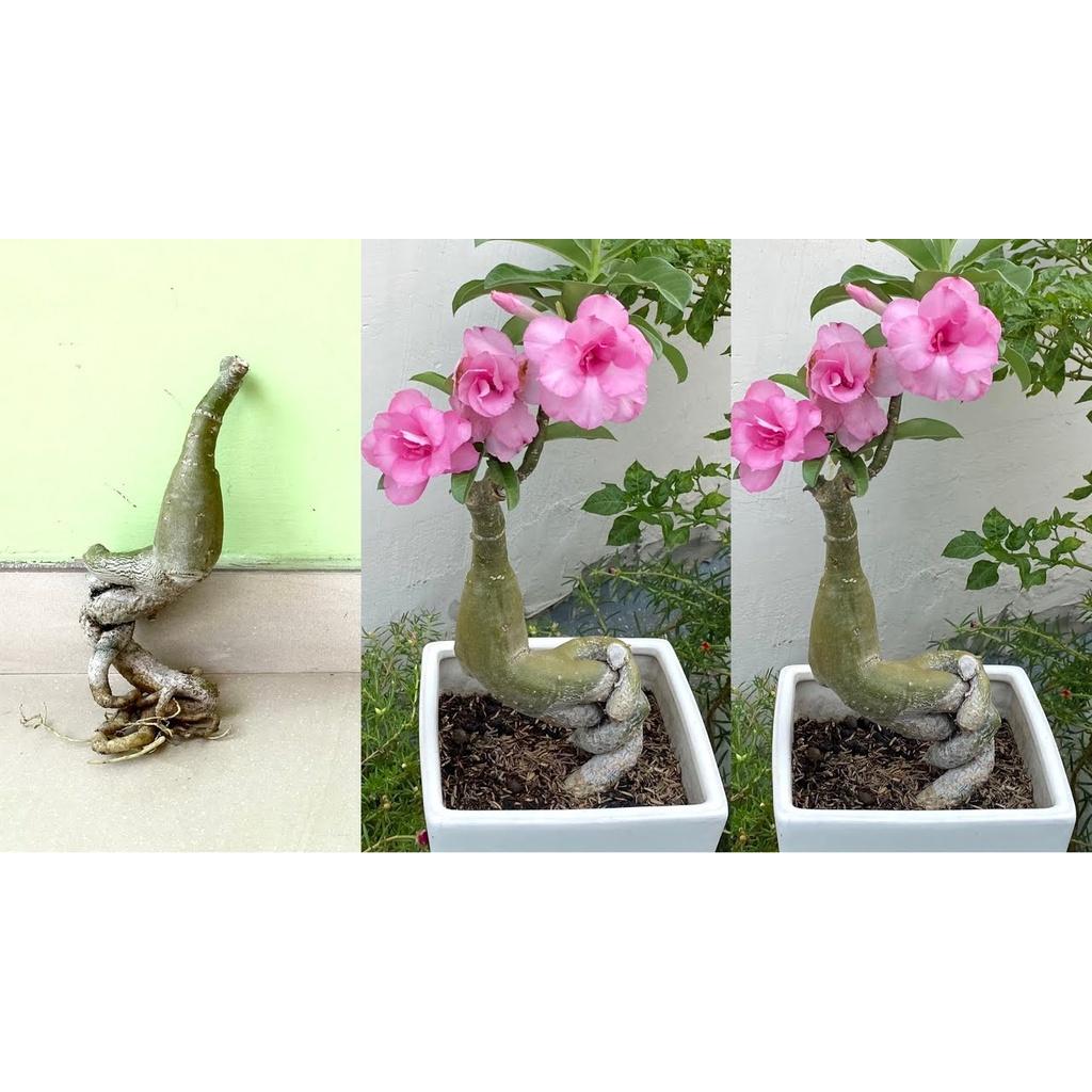 CÂY HOA SỨ THÁI CÁNH KÉP " PHƯƠNG LAM "