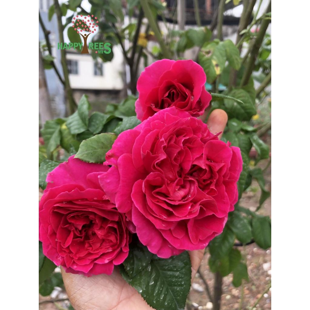 Hoa Hồng Ngoại Kates Rose- Hương Thơm Hiếm Có-bầu to cây to trồng bịch vải