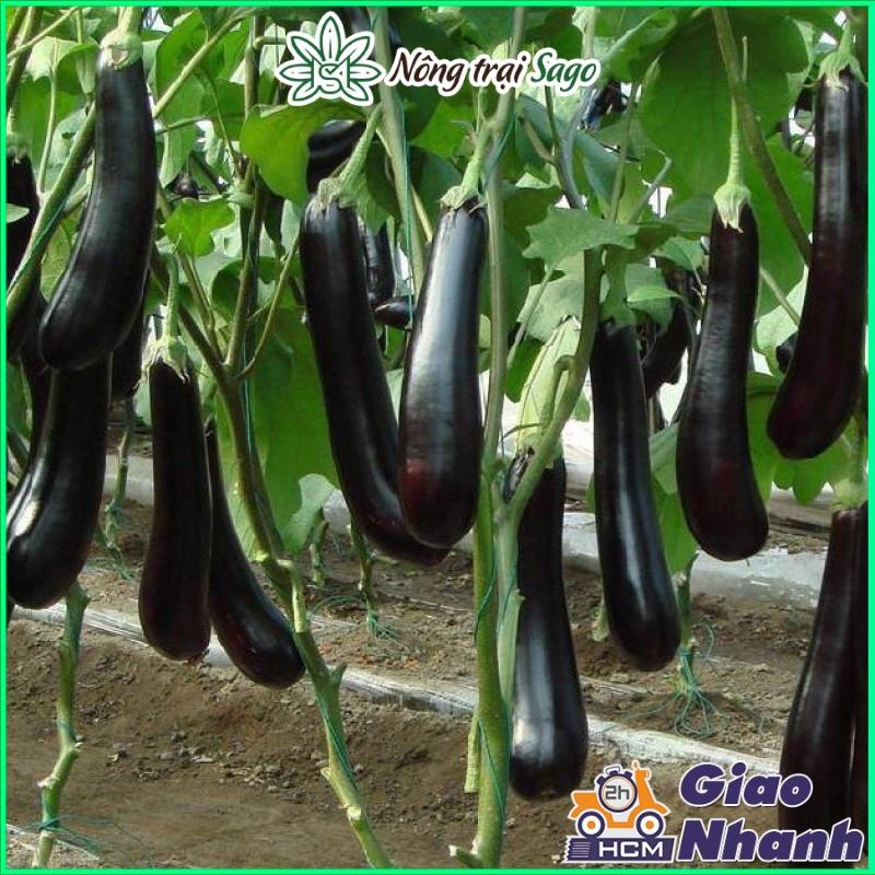 Hạt giống Rau Củ Quả - Dây Leo Trồng Quanh Năm, Sinh Trưởng Khỏe - Nông Trại Sago