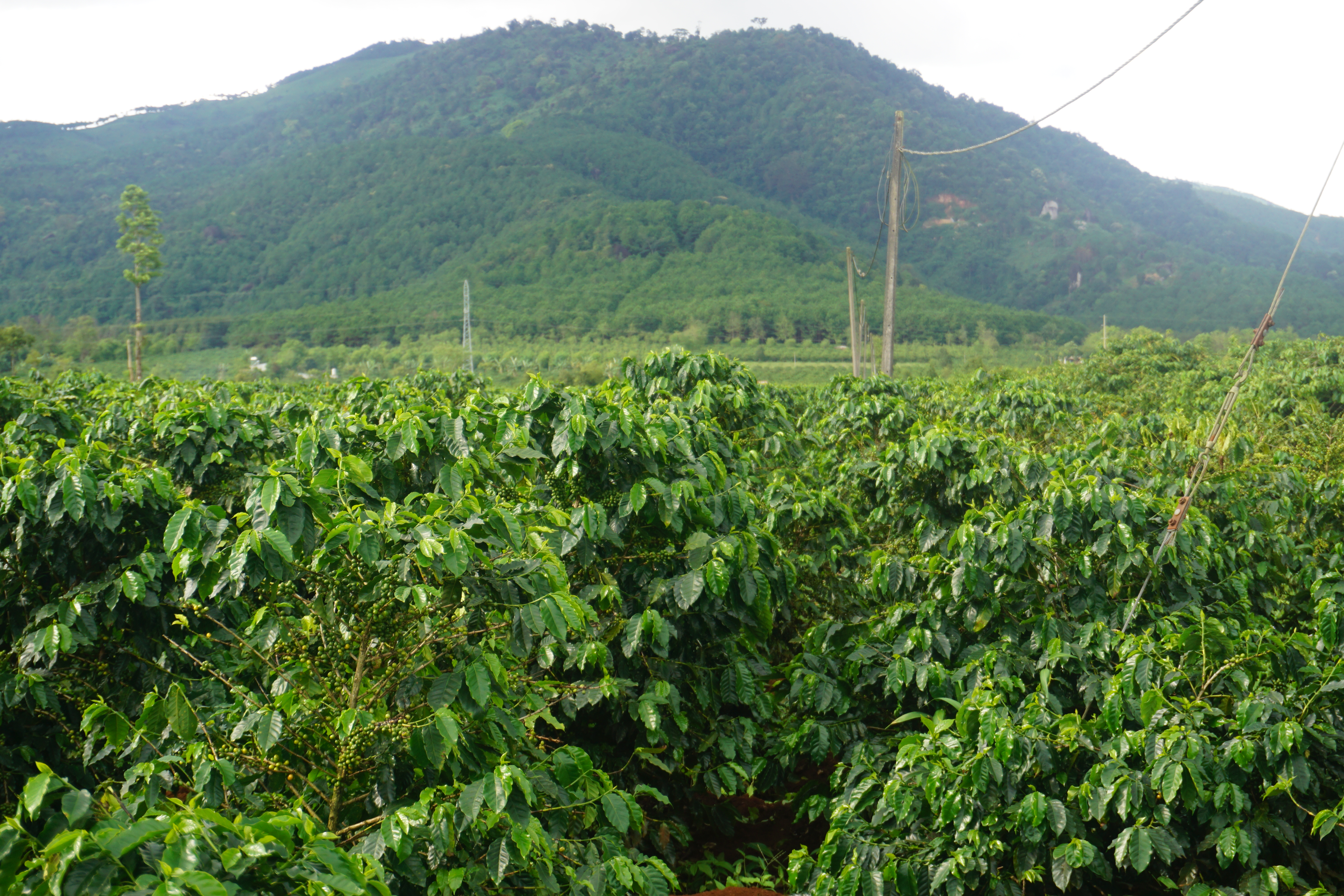 Cà Phê Nguyên Chất Baka - Moka (Bì 500g)