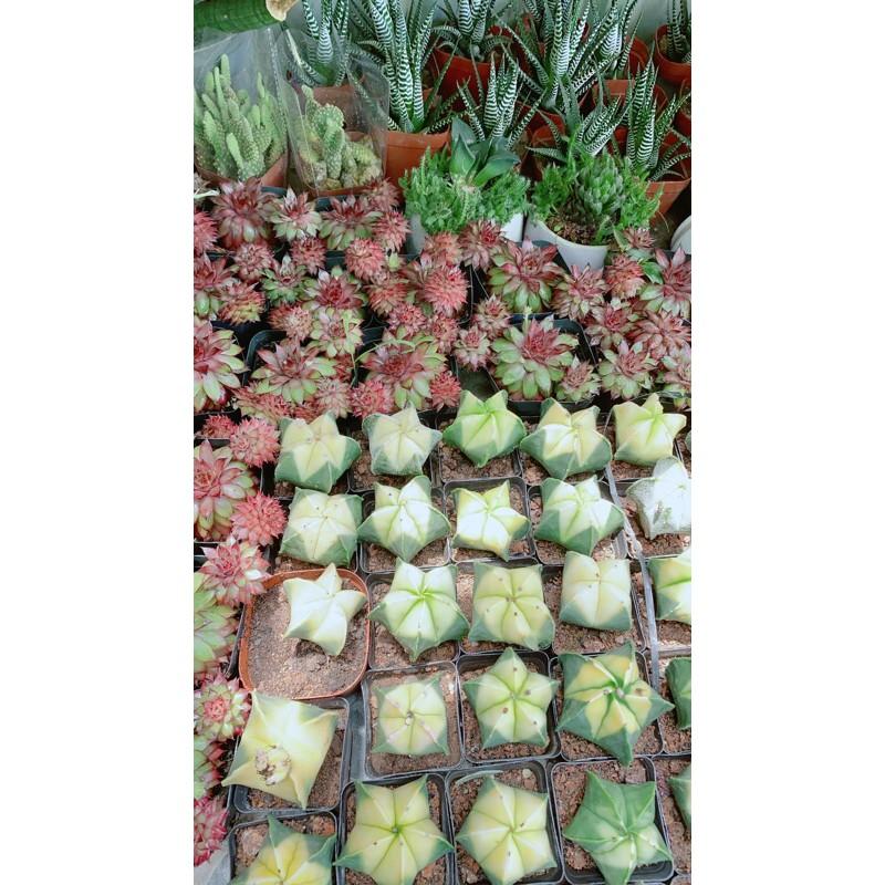 Sen Đá Phật Bà Đỏ