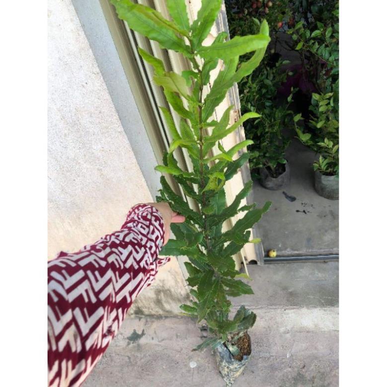 Cây Giống Mắc Ca