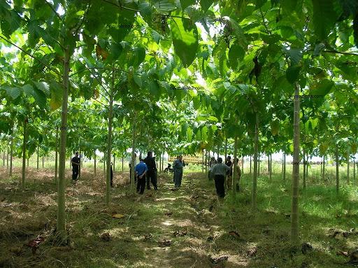 Cây giống Gáo Vàng  f1 thuần chủng
