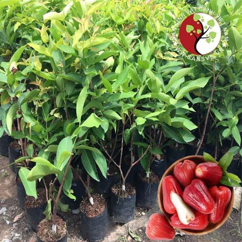 Cây mận đỏ an phước - cây giống