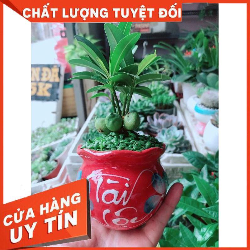 Chậu cây tài lộc Nhiều Người Mua