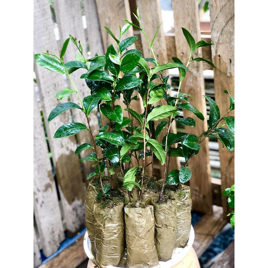 Bộ 10 cây giống Trà xanh