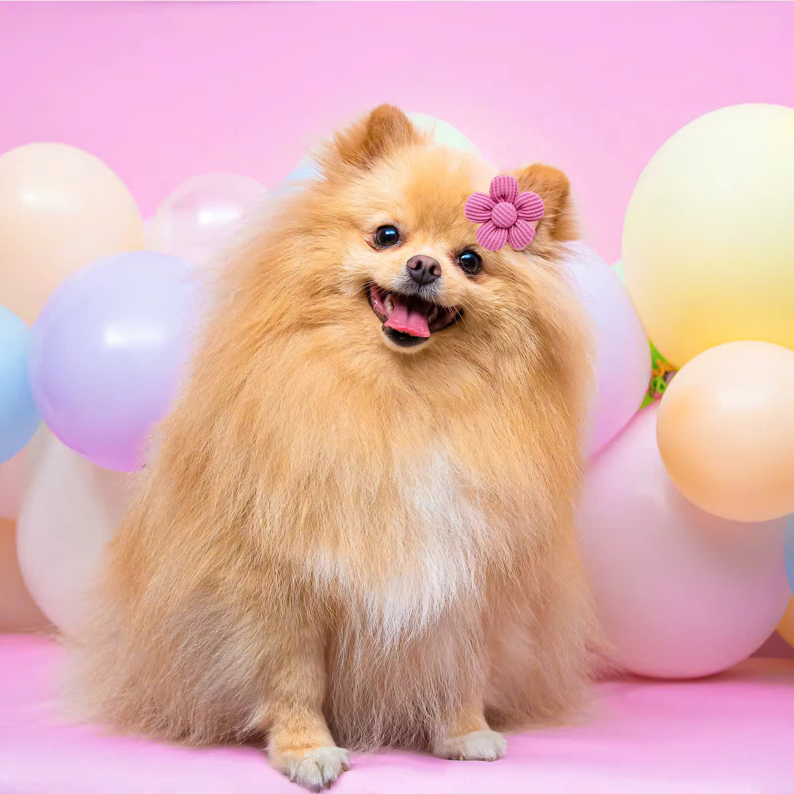 NƠ KẸP TÓC CÀI TÓC THỜI TRANG DỄ THƯƠNG CHO THÚ CƯNG CHÓ MÈO