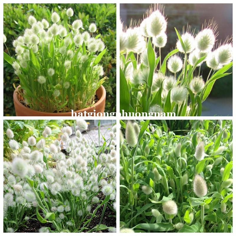 100H - HẠT GIỐNG CỎ ĐUÔI THỎ