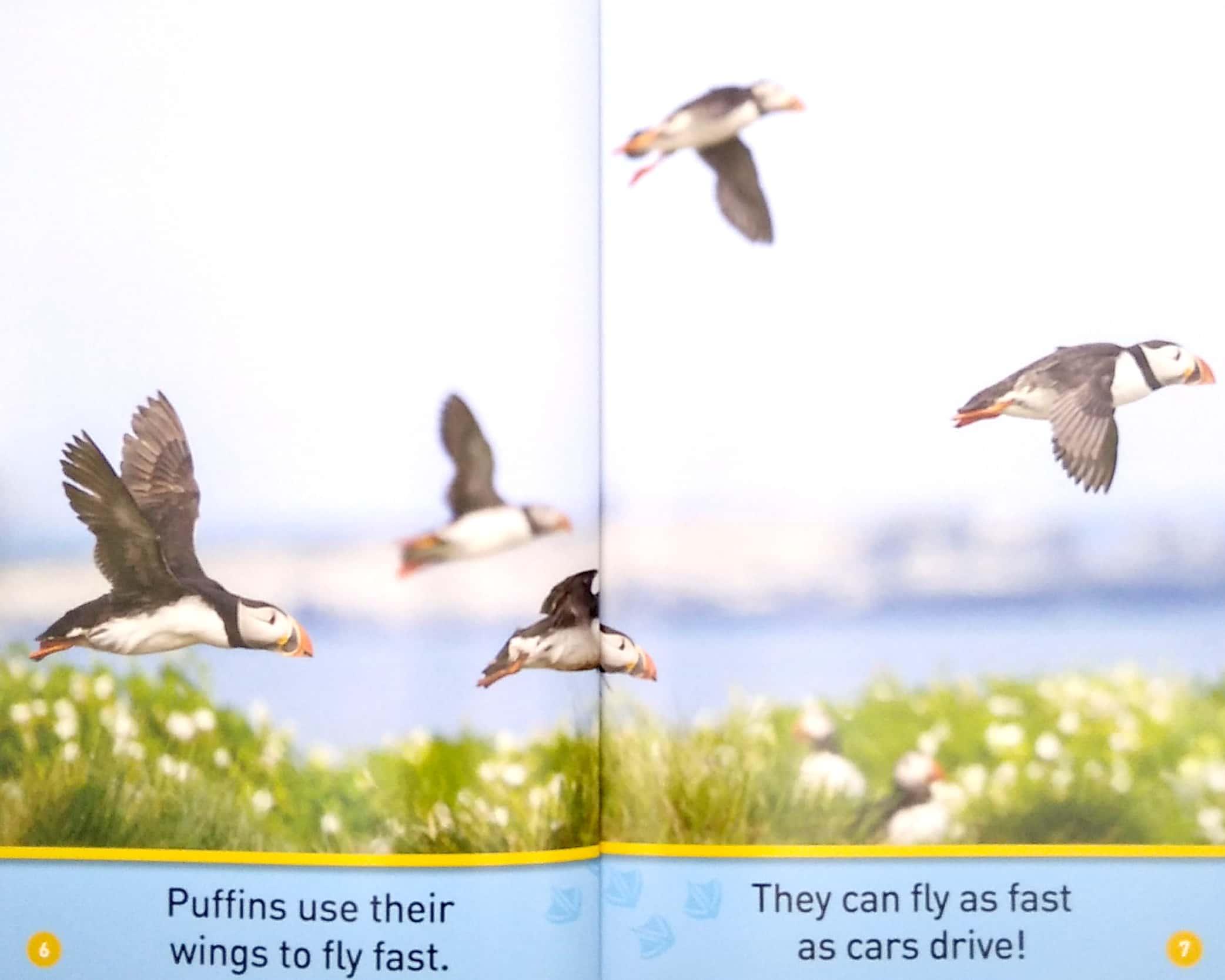 Puffins (Pre-Reader) (National Geographic Readers)