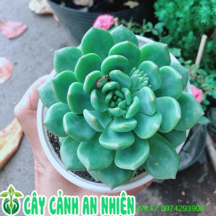 Sen Đá Bánh Bao Xanh