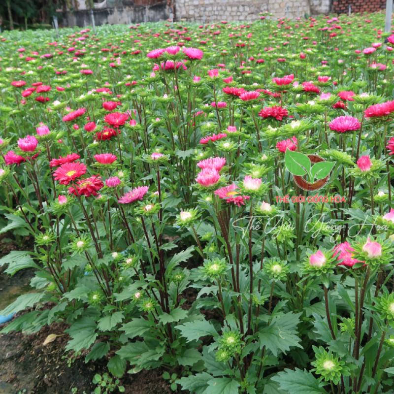 Hạt giống Hoa Cúc Đà Lạt Nhiều Màu Rd 852 (0,1g~100 hạt) giống hoa đẹp, trồng quanh năm - Hạt giống Rạng Đông