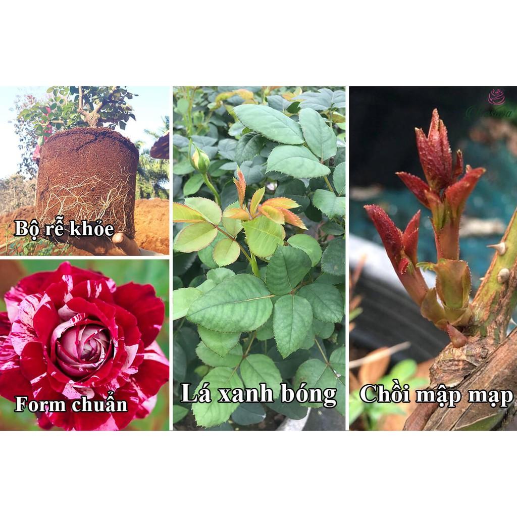 Phân bón kích bật mầm hoa Califlower Chuyên dùng cây cảnh