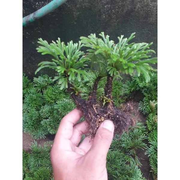 Cây bonsai tiểu cảnh Trường sinh thảo