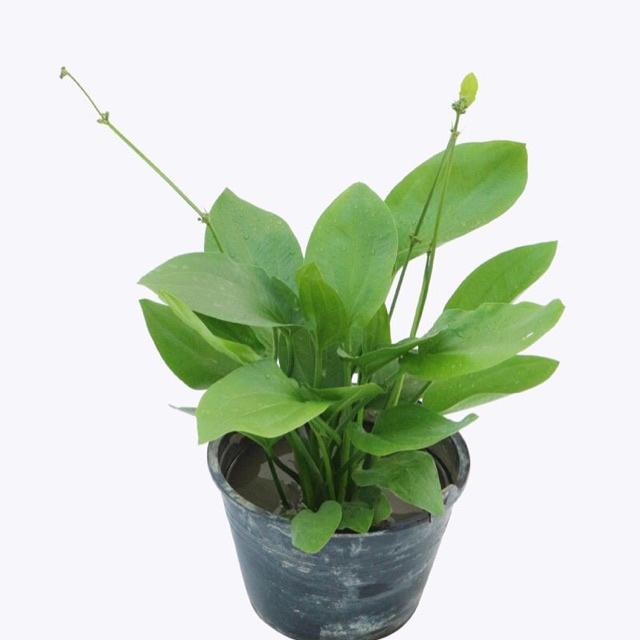 Cây giống bách thuỷ tiên