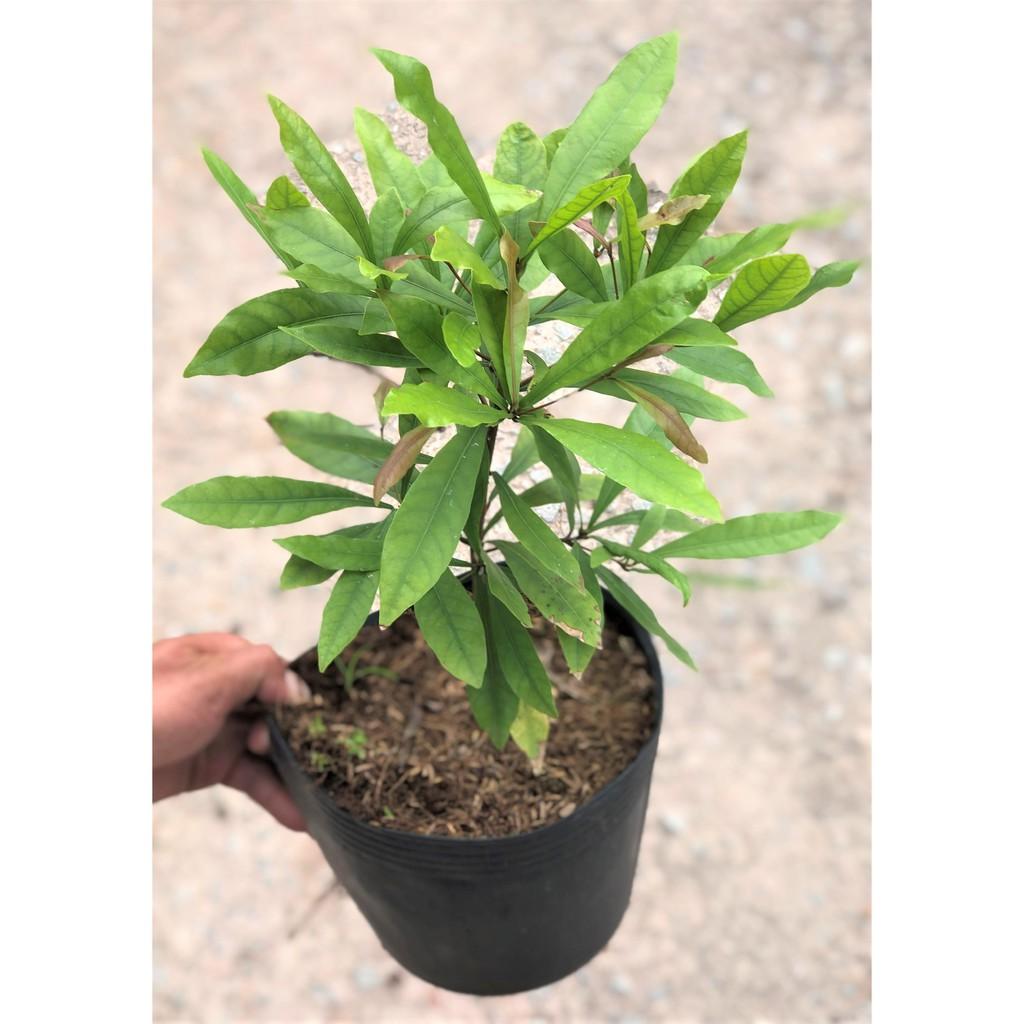 Cây thần kỳ size nhỏ