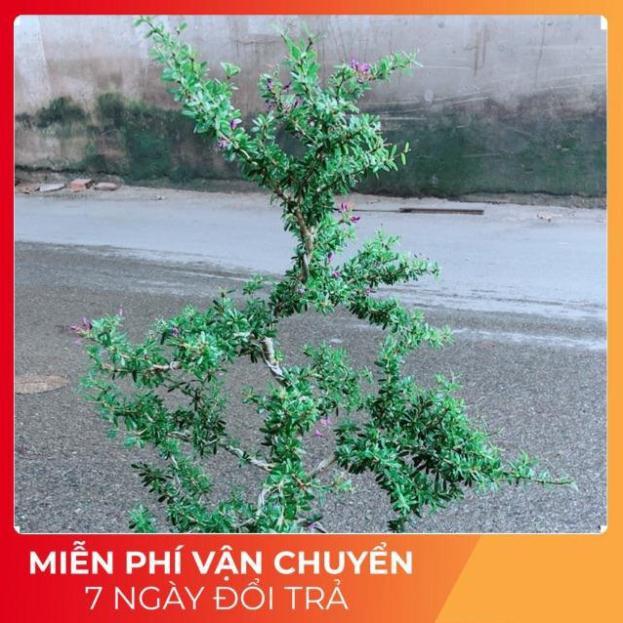 Linh Sam Size Lớn
