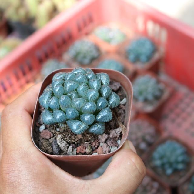 Chậu Sen Đá Kim Cương