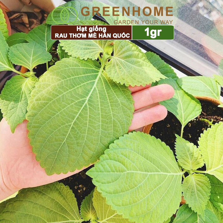 Hạt Giống Rau Thơm Mè Greenhome, Gói 1gr, Dễ Trồng, Dinh Dưỡng, Năng Suất Cao R17