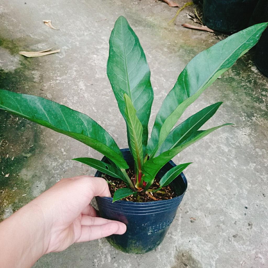 Cây Trầu Bà Đế Vương Ý - cây cảnh để bàn