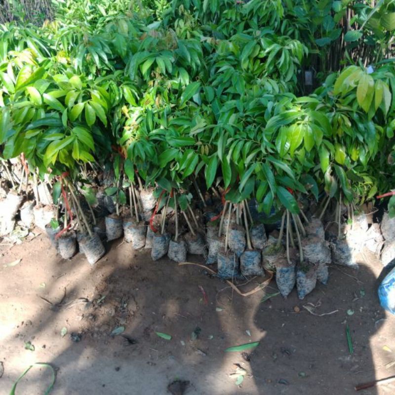 Cây giống vải thiều