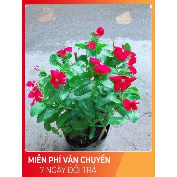 Hoa Dừa Cạn Màu Đỏ