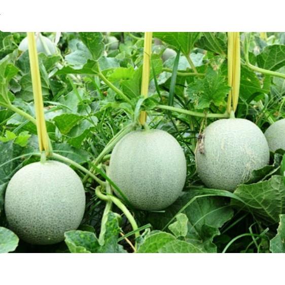 Hạt giống dưa lưới xanh siêu ngọt