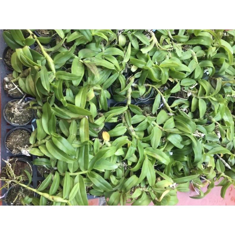 Trầm BLue gieo hạt