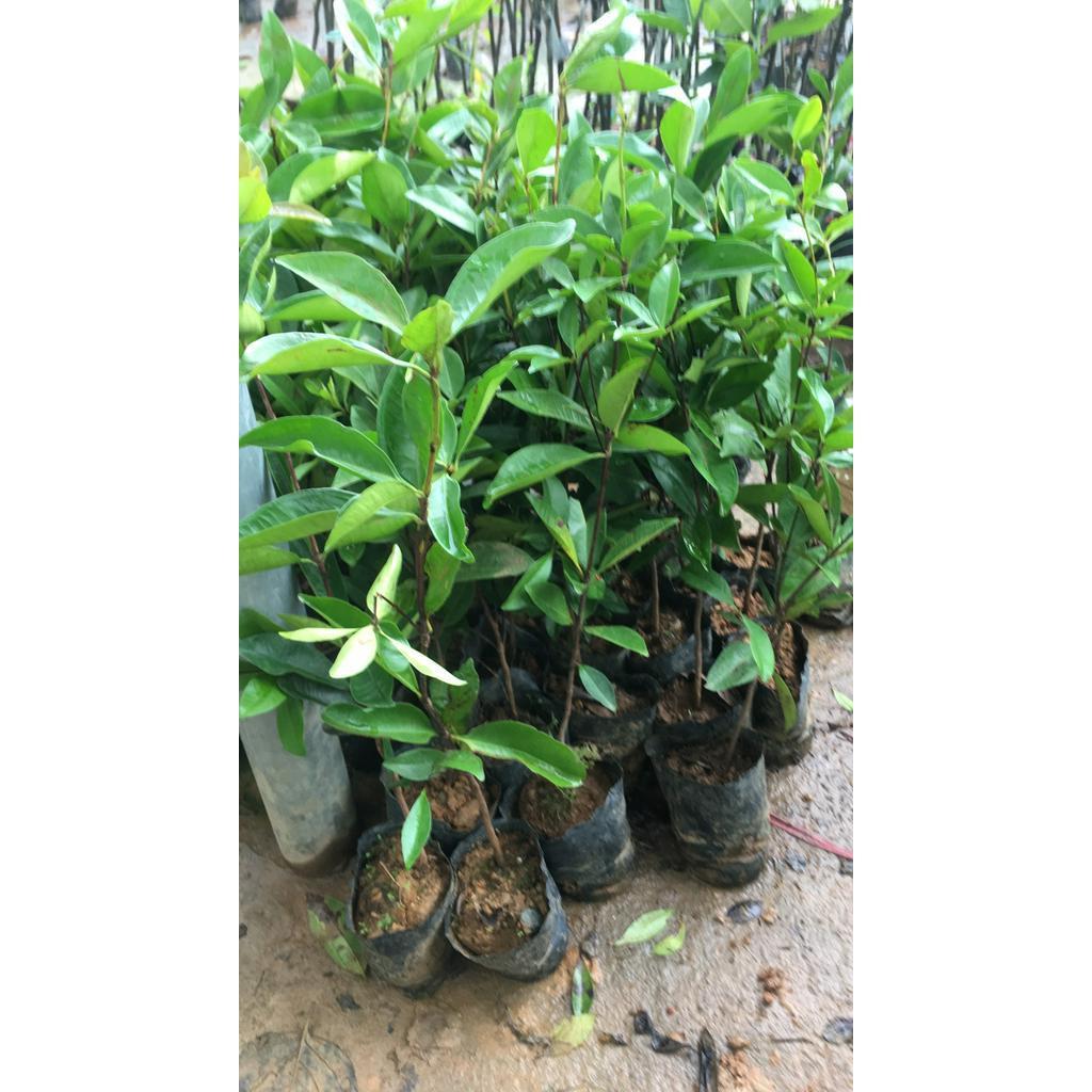 Cây giống chery
