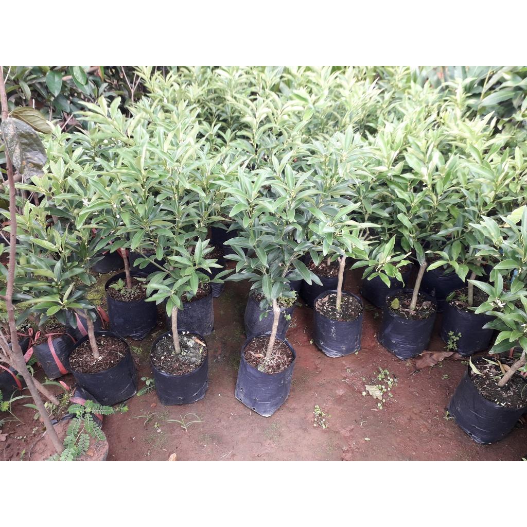 CÂY GIỐNG TẤC NGỌT SIÊU TRÁI