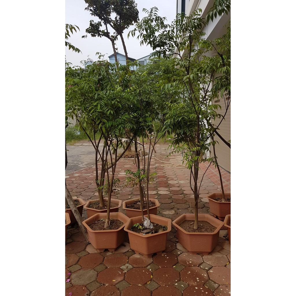Cây mắc mật - trưởng thành đã cho thu hoạch