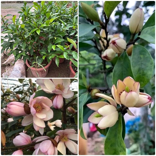Cây hoa lan tiêu hay cây hàm tiếu
