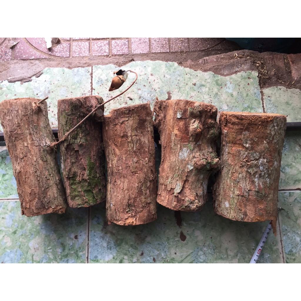 5 khúc gỗ vú sữa ghép lan đường kính 7-8cm dài 20 cm