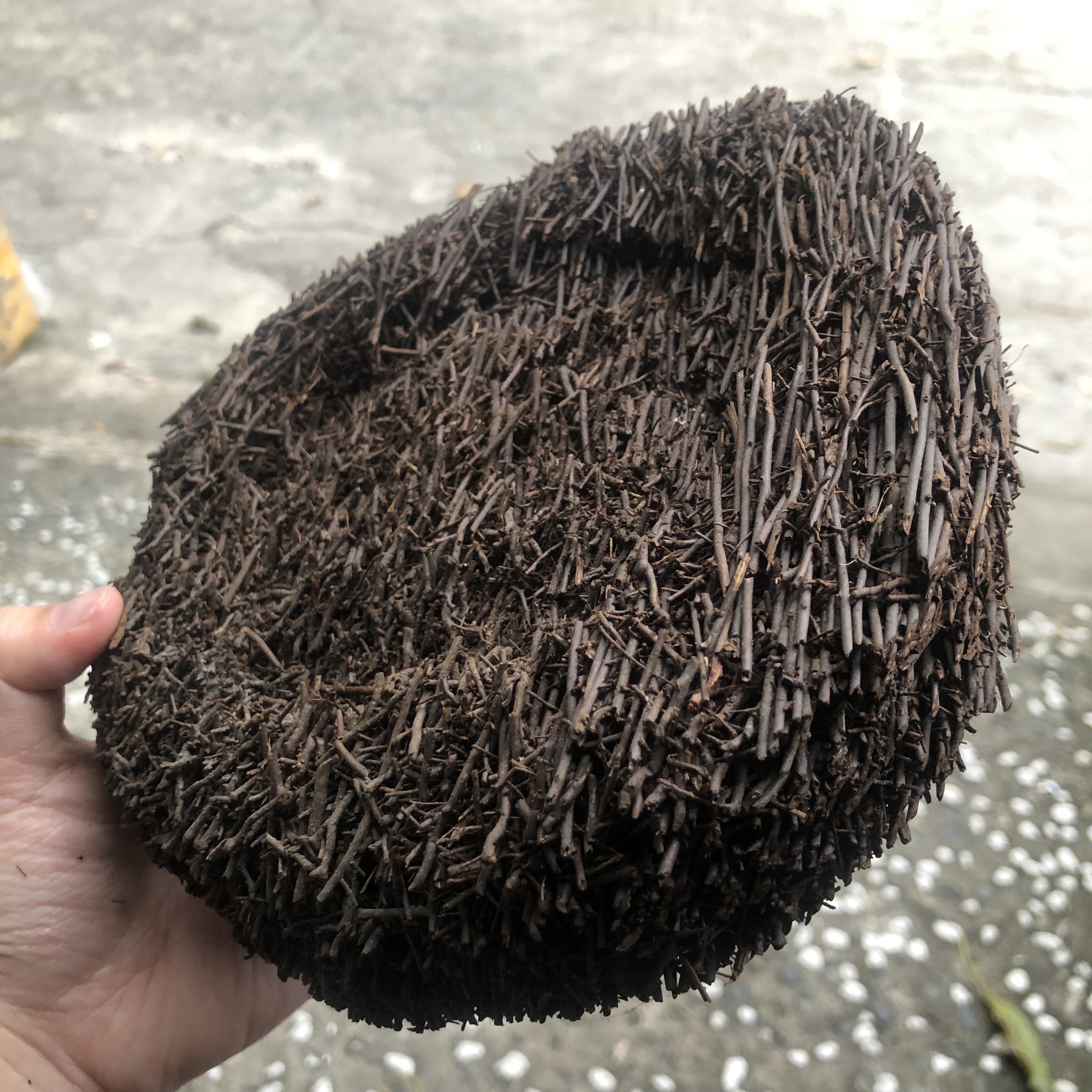 Dớn dĩa ghép Lan kích thước 20cm