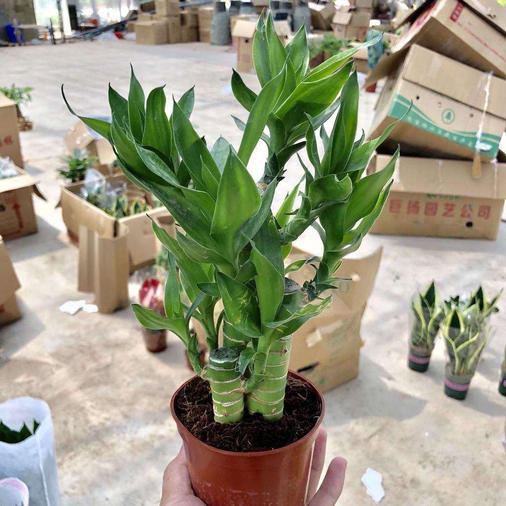 Cây phát tài phát lộc mini để bàn, Cao 15cm sức sống mãnh liệt, mang tài lộc cho gia chủ, thích hợp trang trí nội thất