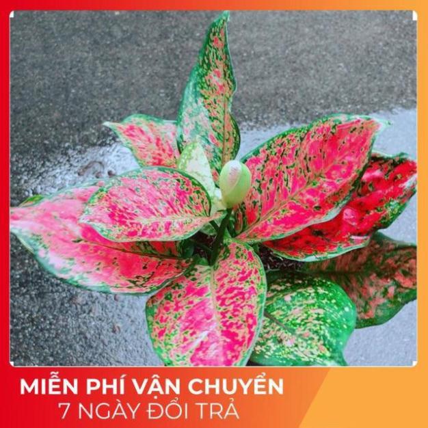 Cây Vạn Lộc