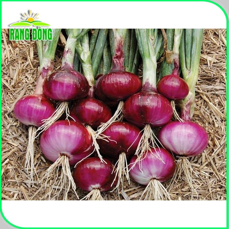 Hạt giống Hành Tây Đỏ Salad Red 027 (2g~300 hạt) củ to, sinh trưởng khỏe, trồng quanh năm - Hạt giống Rạng Đông